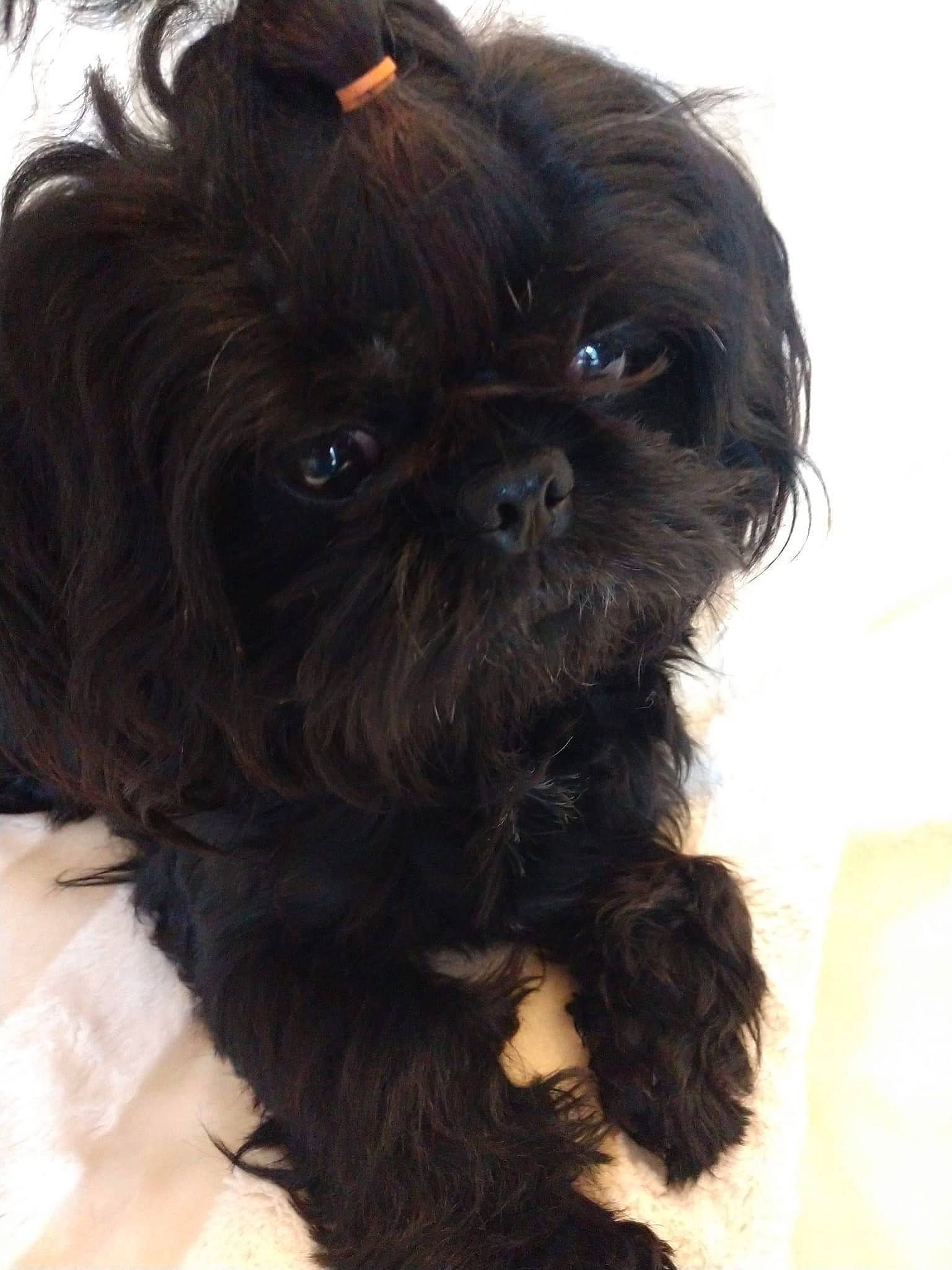 Jetta is registered to the contest to win money with this photo: canidae, carnivore, companion_dog, dog, dog_breed, fawn, fur, liver, maltepoo, non_sporting_group, pet_supply, shih_tzu, small_terrier, snout, sporting_group, terrestrial_animal, toy_dog, working_animal, yorkipoo