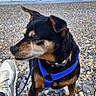 dog, beach, rocks, ocean, waves, sky, clouds, harness, leash, shoe, footwear, pet, outdoor, daylight, animal, nature, walking, coast, sea, canine