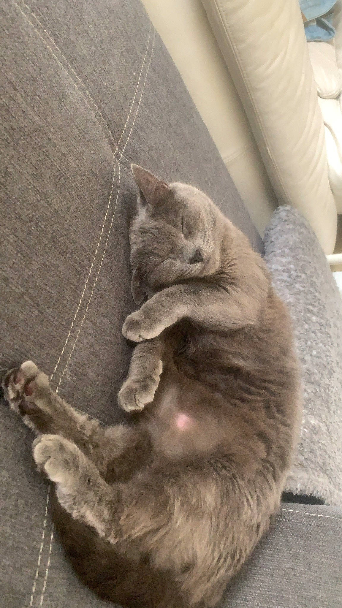 Naya a rejoint le concours — aidez-le/la à gagner de superbes lots ! carnivore, cat, claw, comfort, domestic_short_haired_cat, fawn, felidae, fur, grey, paw, russian_blue, sitting, sleeve, small_to_medium_sized_cats, snout, tail, terrestrial_animal, whiskers