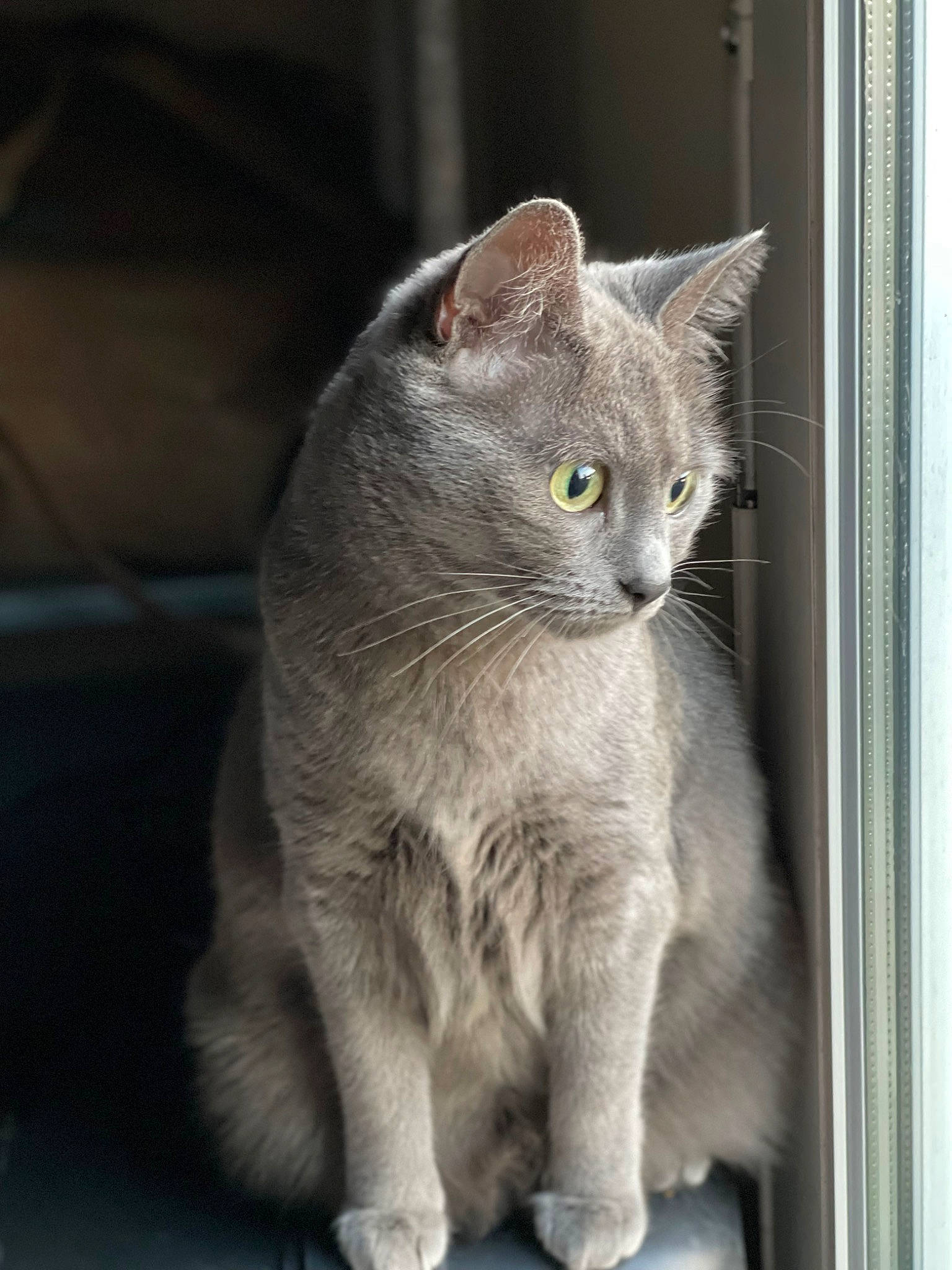 Naya participe au concours pour gagner de l'argent avec cette photo : carnivore, cat, domestic_short_haired_cat, eye, felidae, grey, russian_blue, small_to_medium_sized_cats, snout, tail, terrestrial_animal, whiskers, window