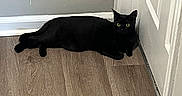 Phoebe joined the competition — help win amazing prizes! alert, animal, black_cat, cat, corner, domestic, door, feline, flooring, fur, household, indoor, laying_down, mammal, pet, quiet, resting, wall, wood_floor, yellow_eyes