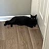 black_cat, cat, indoor, wood_floor, door, wall, pet, animal, feline, resting, alert, yellow_eyes, corner, quiet, household, domestic, flooring, fur, mammal, laying_down