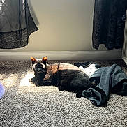 Phoebe joined the competition — help win amazing prizes! cat, black_cat, carpet, indoor, sunlight, curtains, clothing, window_light, pet, animal, resting, cozy, floor, shadow, relaxing, domestic, feline, alert, home, curious