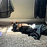 cat, black_cat, carpet, indoor, sunlight, curtains, clothing, window_light, pet, animal, resting, cozy, floor, shadow, relaxing, domestic, feline, alert, home, curious