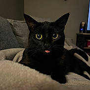 Phoebe joined the competition — help win amazing prizes! animal, black_cat, blanket, cat, closeup, cozy, cute, feline, fur, home, indoor, mammal, pet, portrait, relaxed, resting, soft_texture, tongue_out, whiskers, yellow_eyes