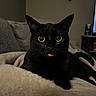 animal, black_cat, blanket, cat, closeup, cozy, cute, feline, fur, home, indoor, mammal, pet, portrait, relaxed, resting, soft_texture, tongue_out, whiskers, yellow_eyes