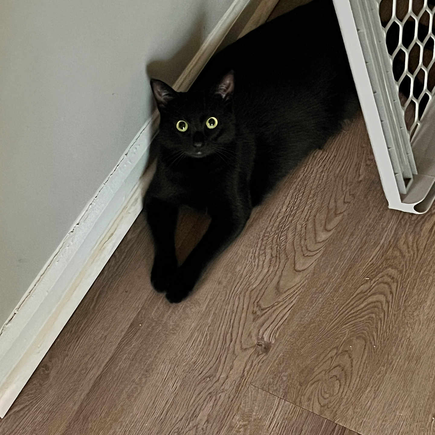 Phoebe