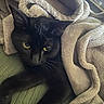 black_cat, cat, pet, animal, feline, blanket, cozy, indoor, green_eyes, fur, stretching, paws, texture, soft_light, relaxing, resting, snug, comfort, home, cute