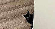 Phoebe joined the competition — help win amazing prizes! black_cat, cat, peeking, curious, green_eyes, wooden_floor, flooring, white_wall, indoor, pet, animal, home, corner, playful, hiding, feline, domestic_cat, eye_contact, quiet, alert