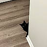 black_cat, cat, peeking, curious, green_eyes, wooden_floor, flooring, white_wall, indoor, pet, animal, home, corner, playful, hiding, feline, domestic_cat, eye_contact, quiet, alert