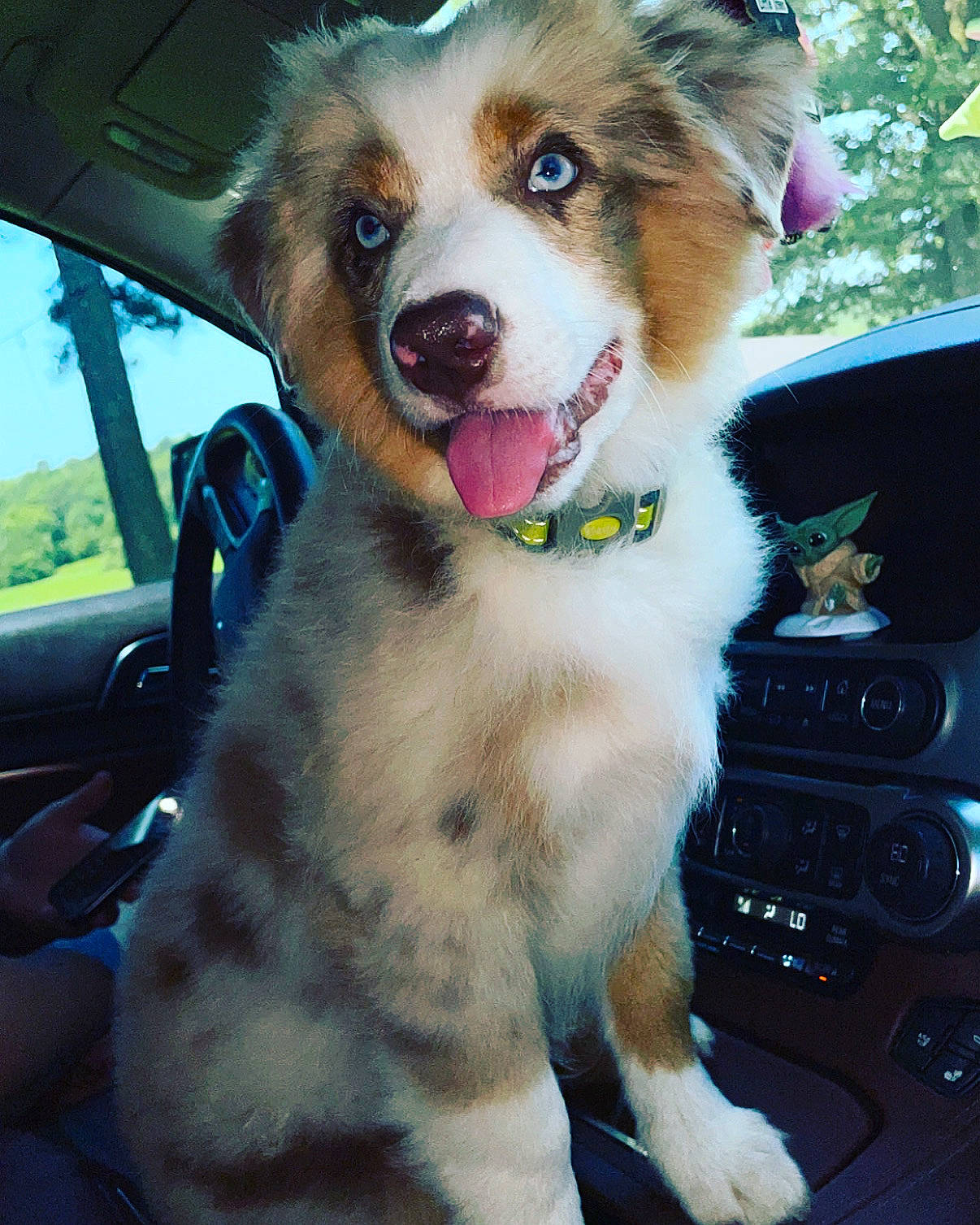 Jake is registered to the contest to win money with this photo: automotive_mirror, car, carnivore, collar, companion_dog, dog, dog_breed, dog_collar, fur, plant, sky, snapshot, snout, sporting_group, steering_wheel, tree, vehicle, whiskers, window, windshield