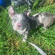 Bluey joined the competition — help win amazing prizes! puppy, dog, grass, leash, blue_eyes, outdoor, pet, young_dog, curious, sunlight, animal, nature, small_dog, walking, playful, collar, ears, nose, spot_pattern, looking_up