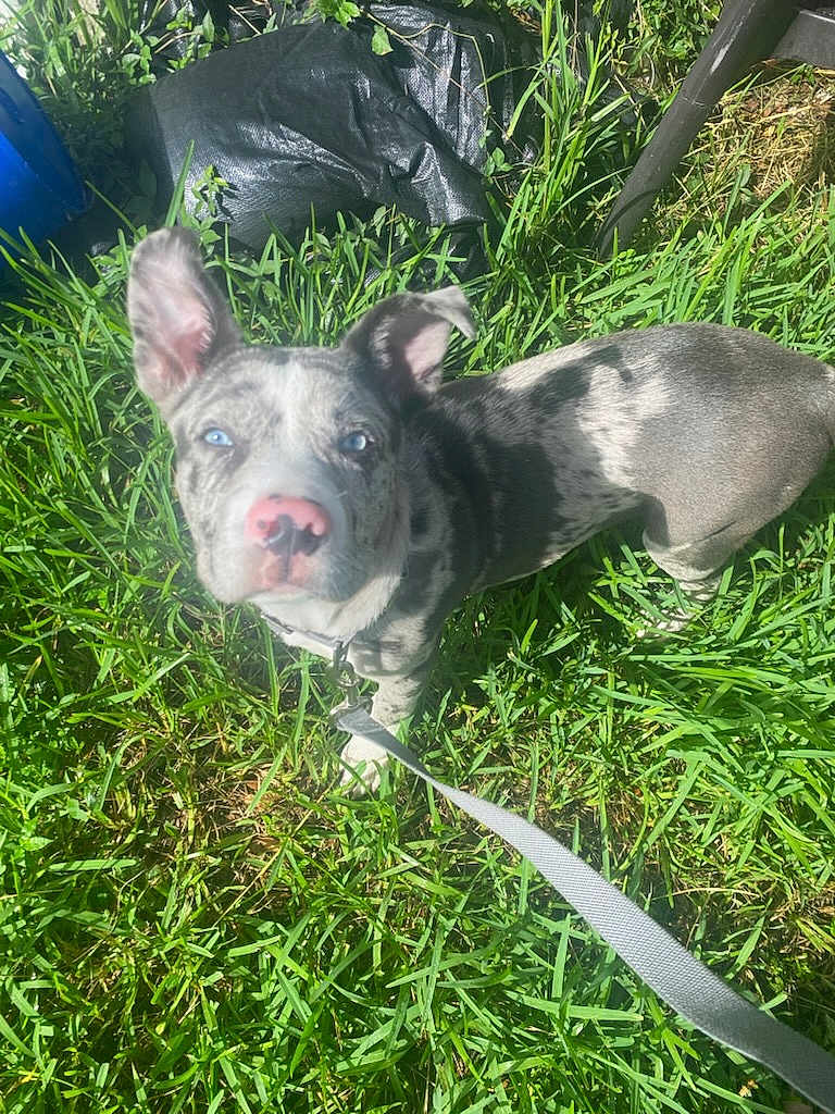 Bluey
