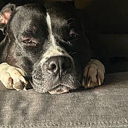 Ivory Rose joined the competition — help win amazing prizes! animal, black_and_white, calm, close_up, cozy, dog, face, fur, indoor, muzzle, nose, paws, pet, portrait, relaxed, resting, shadow, sleepy, soft_light, whiskers