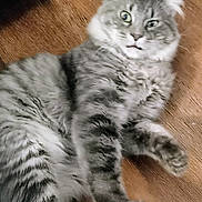 Boris Monsterkarloff joined the competition — help win amazing prizes! animal, cat, close_up, cute, domestic_cat, expression, feline, fur, gray_tabby, house_pet, indoor, lying_down, mammal, pet, playful, relaxed, surprised, tabby_pattern, whiskers, wooden_floor