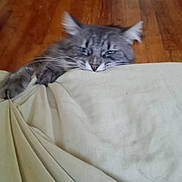 Boris Monsterkarloff is registered to the contest to win money with this photo: bed, blanket, cat, clinging, closeup, ears, eyes, feline, floor, fur, hardwood_floor, indoor, paws, pet, portrait, reaching, sheet, sleepy, whiskers, wooden_floor