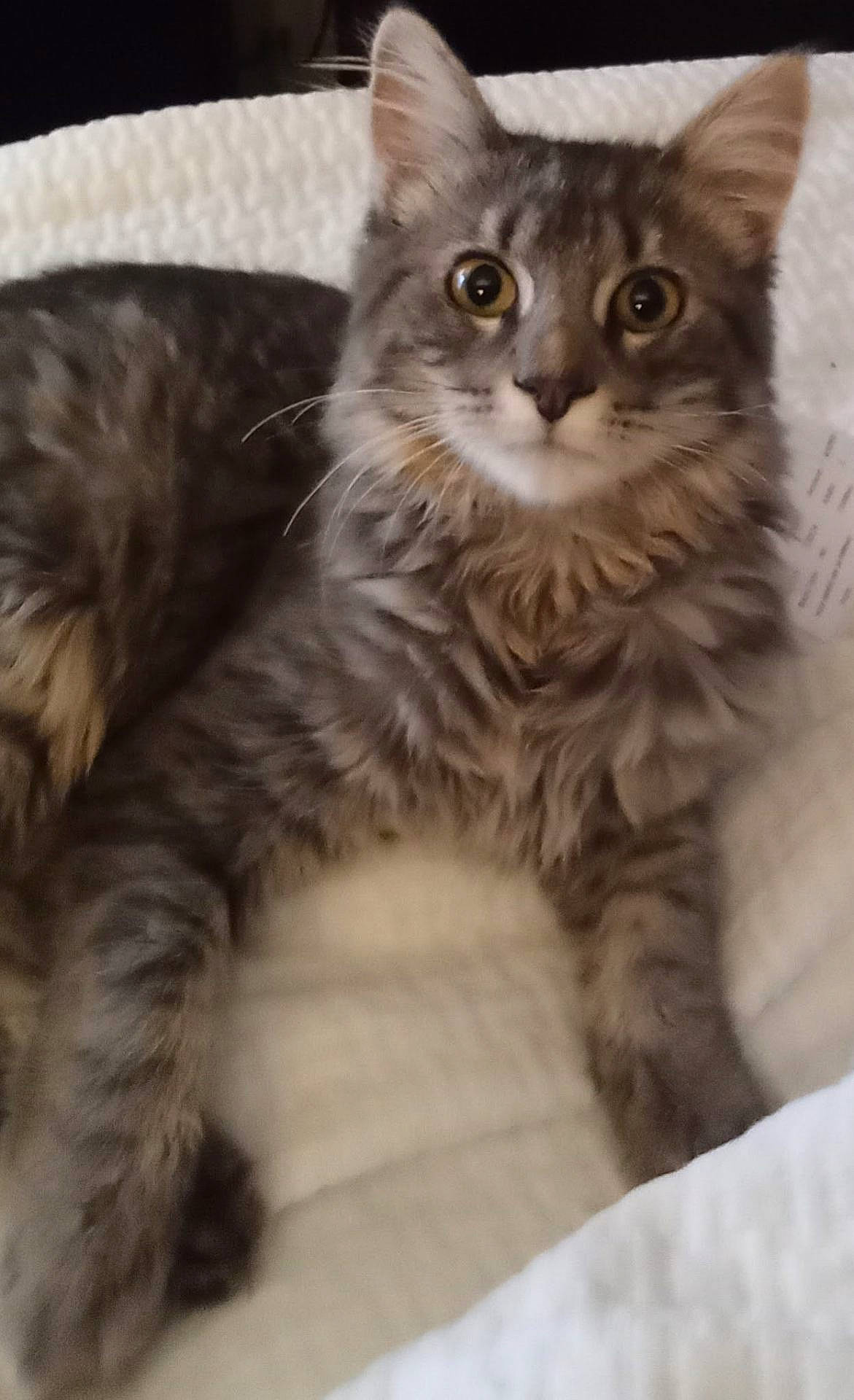 Boris Monsterkarloff joined the competition — help win amazing prizes! animal, blanket, cat, cozy, curious, cute, ears, eyes, feline, fluffy, fur, gray_cat, indoor, lying_down, mammal, pet, relaxed, tabby, whiskers, young_cat