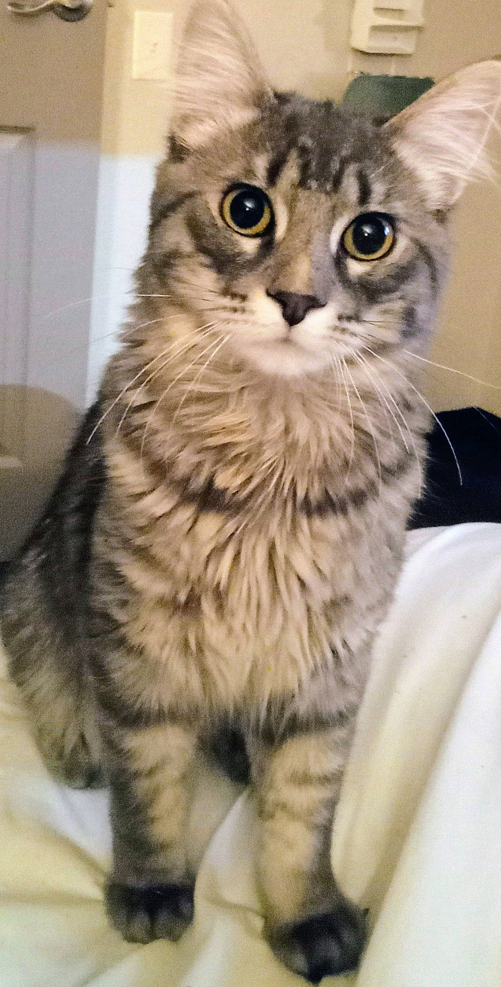 Boris Monsterkarloff