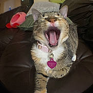 Melody is registered to the contest to win money with this photo: cat, tabby, yawning, collar, heart_shaped_tag, leather_couch, indoor, pet, animal, whiskers, feline, paws, fur, relaxed, cozy, living_room, soft_lighting, close_up, cute, domestic_cat