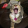 cat, tabby, yawning, collar, heart_shaped_tag, leather_couch, indoor, pet, animal, whiskers, feline, paws, fur, relaxed, cozy, living_room, soft_lighting, close_up, cute, domestic_cat