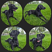 Onyx is registered to the contest to win money with this photo: black_dog, dog, grass, park, outdoor, nature, canine, animal, pet, greenery, relaxed, lying_down, four_photos, collage, trees, sky, daylight, muzzle, ears, tongue