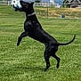 Onyx joined the competition — help win amazing prizes! dog, black_dog, soccer_ball, grass, jumping, outdoor, field, play, catch, pet, animal, collar, sky, mountain, house, fence, daytime, active, canine, nature