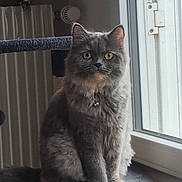 Tiana participe au concours pour gagner de l'argent avec cette photo : cat, gray_cat, fluffy, sitting, indoor, window, cat_tree, yellow_eyes, pet, feline, domestic_cat, fur, animal, looking, resting, cozy, home, natural_light, portrait, curious