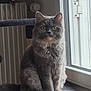cat, gray_cat, fluffy, sitting, indoor, window, cat_tree, yellow_eyes, pet, feline, domestic_cat, fur, animal, looking, resting, cozy, home, natural_light, portrait, curious