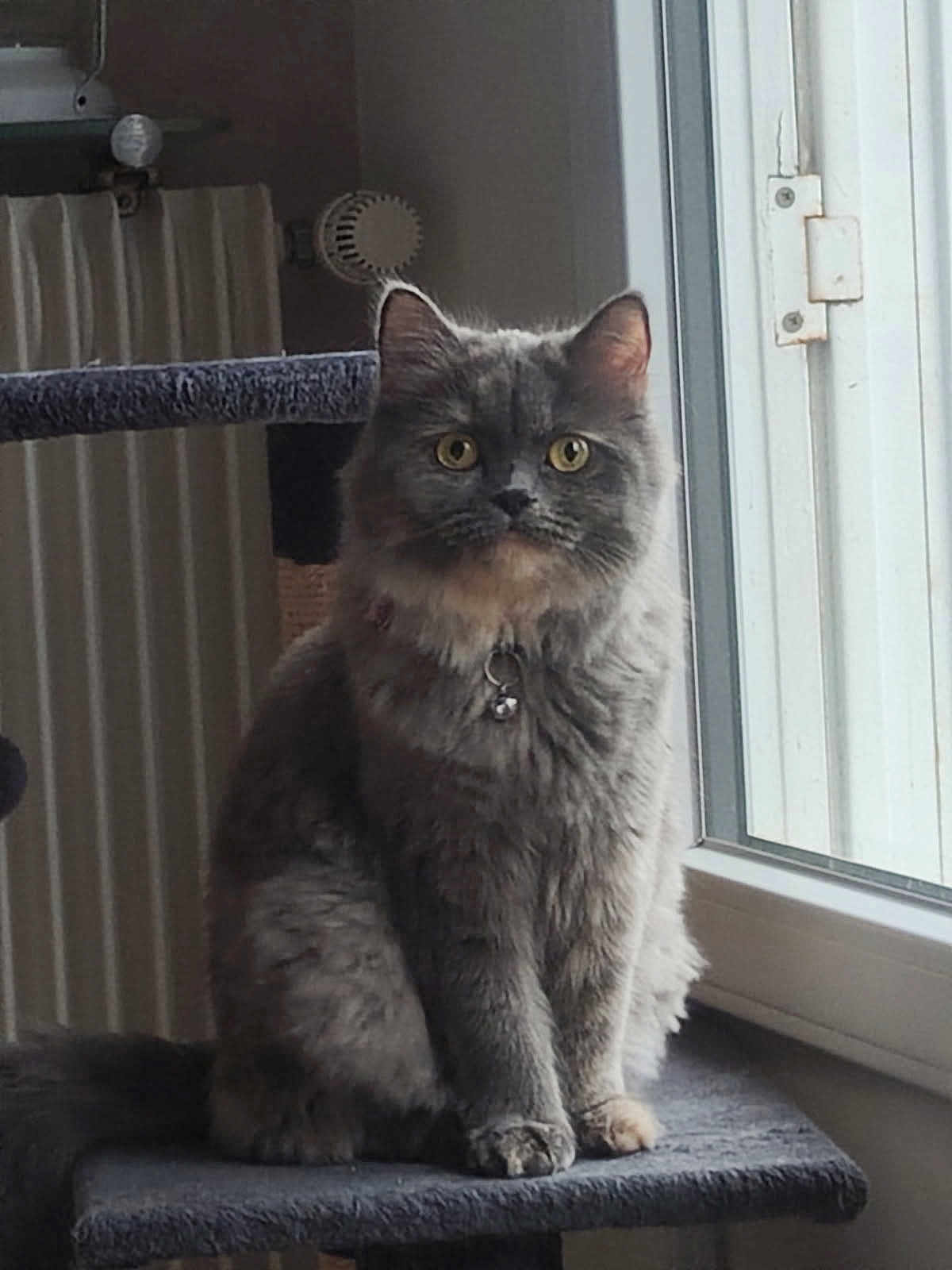Tiana