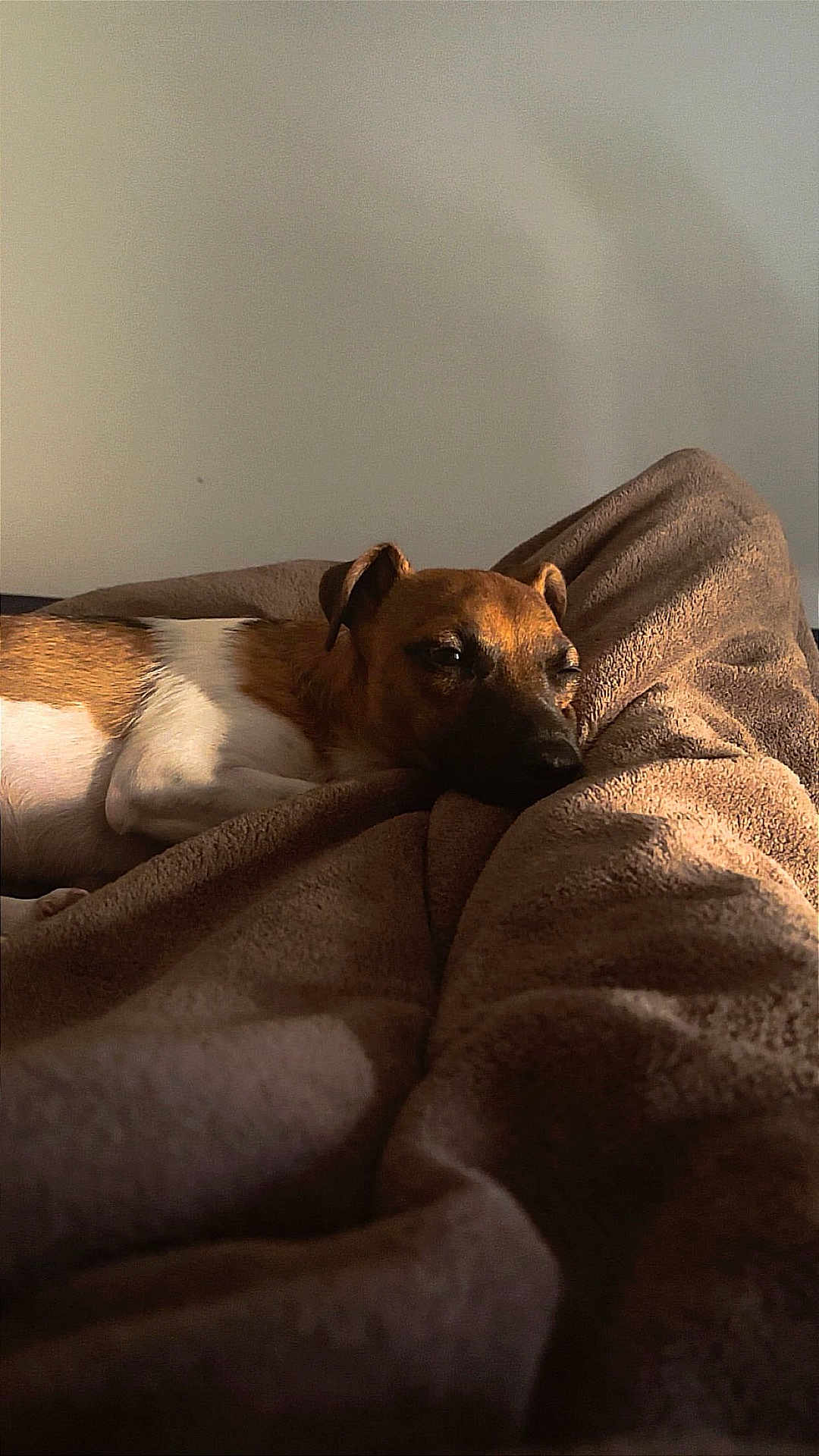 Tobby a rejoint le concours — aidez-le/la à gagner de superbes lots ! dog, blanket, brown, resting, cozy, relaxed, indoor, pet, fur, sleepy, comfort, warm, light, shadow, animal, canine, laying, soft, peaceful, quiet