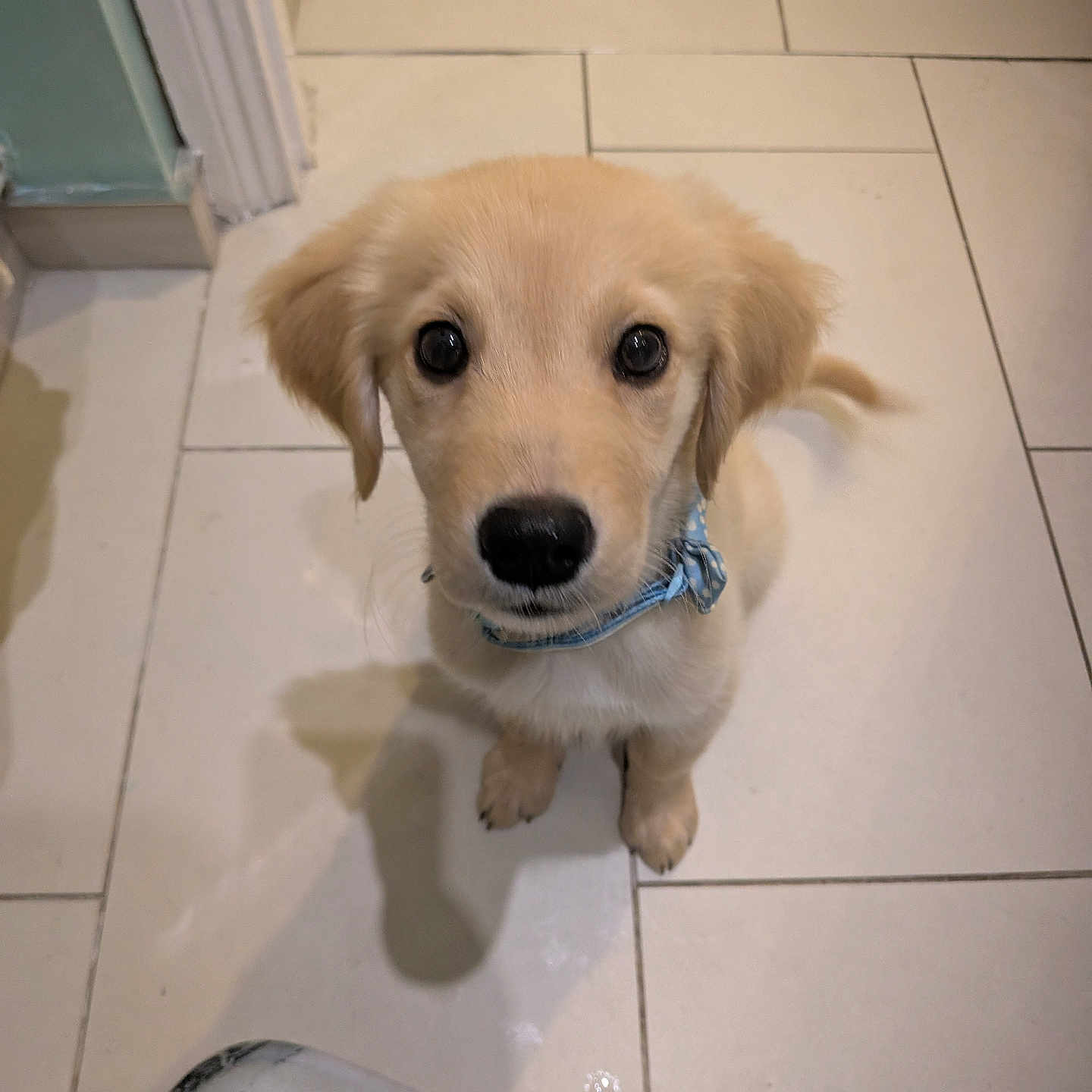 Luna is registered to the contest to win money with this photo: adorable, animal, collar, cute, dog, domestic, ears, eyes, floor, fur, golden_retriever, indoor, looking_up, nose, pet, puppy, sitting, small, tile, young