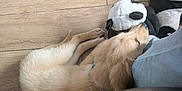 Luna joined the competition — help win amazing prizes! puppy, dog, golden_retriever, stuffed_animal, panda, toy, wooden_floor, jeans, leg, couch, leather, resting, sleeping, pet, indoors, cozy, cute, animal, companion, relaxing