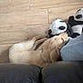 puppy, dog, golden_retriever, stuffed_animal, panda, toy, wooden_floor, jeans, leg, couch, leather, resting, sleeping, pet, indoors, cozy, cute, animal, companion, relaxing