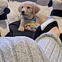 Luna is registered to the contest to win money with this photo: puppy, dog, golden_retriever, indoor, plush, slippers, panda, soft_texture, blanket, cozy, pet, animal, cute, lying_down, collar, toy, comfort, relaxing, carpet, furniture