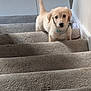 Luna is registered to the contest to win money with this photo: puppy, dog, stairs, carpet, indoor, pet, young, cute, animal, fur, collar, tail, looking, curious, small, light, adorable, friendly, house, domestic