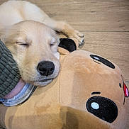 Luna joined the competition — help win amazing prizes! puppy, dog, sleeping, plush, pillow, floor, cozy, cute, resting, pet, animal, soft, indoors, young, adorable, light_brown, black_nose, closed_eyes, warm, comfort