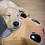 puppy, dog, sleeping, plush, pillow, floor, cozy, cute, resting, pet, animal, soft, indoors, young, adorable, light_brown, black_nose, closed_eyes, warm, comfort