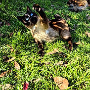 Gibs a rejoint le concours — aidez-le/la à gagner de superbes lots ! cat, cats, siamese_cat, blue_eyes, flopped, raised_paw, outdoor, grass, lawn, sunlight, shadows, leaves, backyard, garden, sleeping, animal, pet, furry, playful, portrait