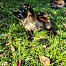 cat, cats, siamese_cat, blue_eyes, flopped, raised_paw, outdoor, grass, lawn, sunlight, shadows, leaves, backyard, garden, sleeping, animal, pet, furry, playful, portrait