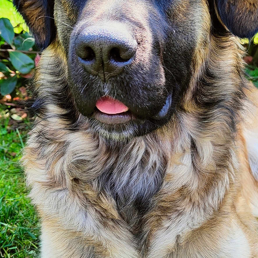 Boris