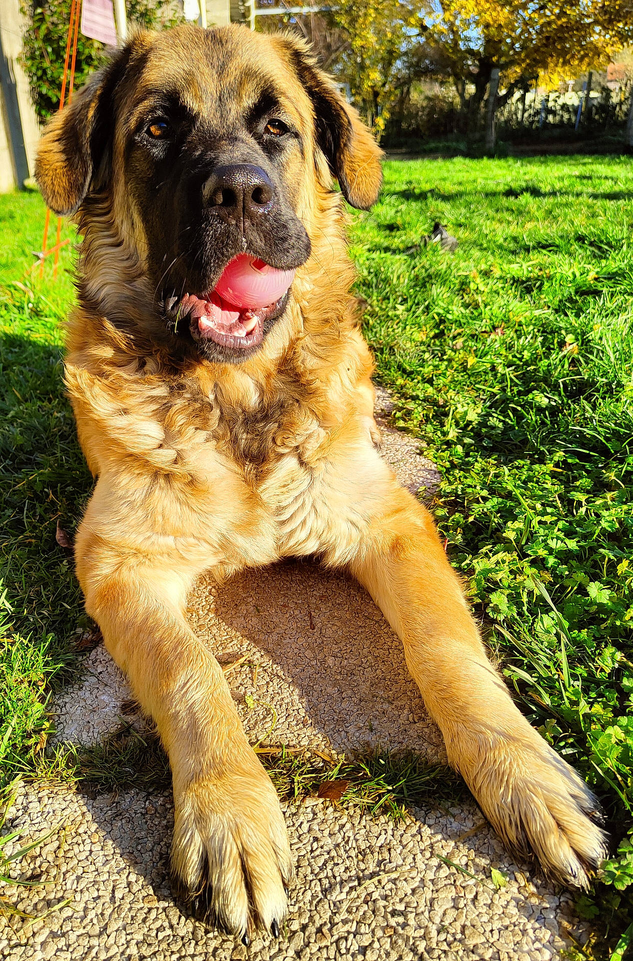 animal, backyard, dog, fluffy, fur, garden, golden_dog, grass, happy, large_breed, lying_down, nature, outdoor, pathway, paws, pet, portrait, sitting, sunlight, tongue_out