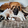 dog, cat, pets, animal, cuddle, sleeping, lying_down, fluffy, fur, large_dog, small_dog, longhaired_cat, brown, white, black, pet_bed, blanket, indoors, relaxed, companionship