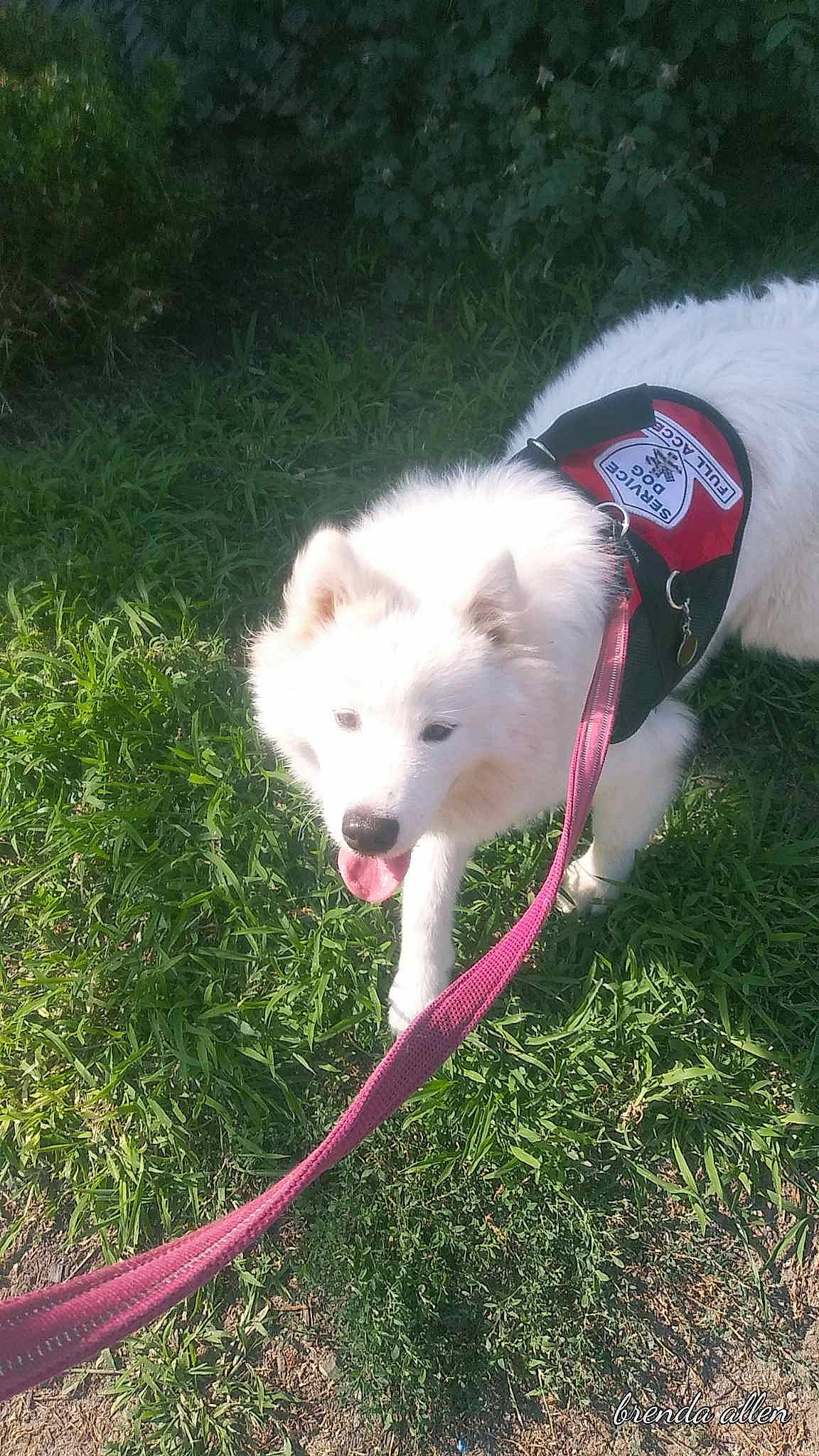 Luna Moon joined the competition — help win amazing prizes! canidae, carnivore, collar, companion_dog, dog, dog_breed, grass, non_sporting_group, pet_supply, plant, recreation, sporting_group, tail, working_animal, working_dog