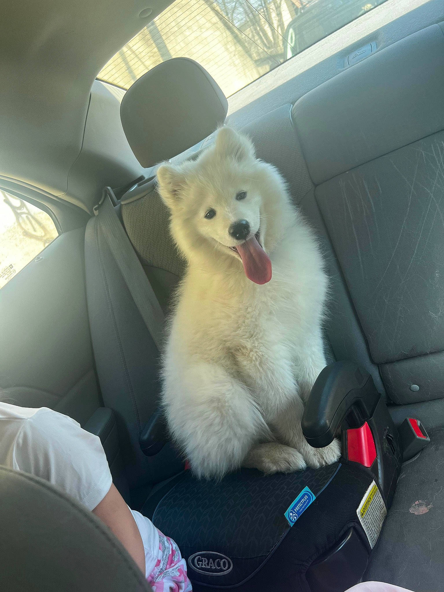 Luna Moon joined the competition — help win amazing prizes! auto_part, automotive_design, automotive_exterior, car, car_seat, car_seat_cover, carnivore, comfort, companion_dog, dog_breed, family_car, head_restraint, luxury_vehicle, motor_vehicle, personal_luxury_car, samoyed, terrestrial_animal, vehicle, window, windshield