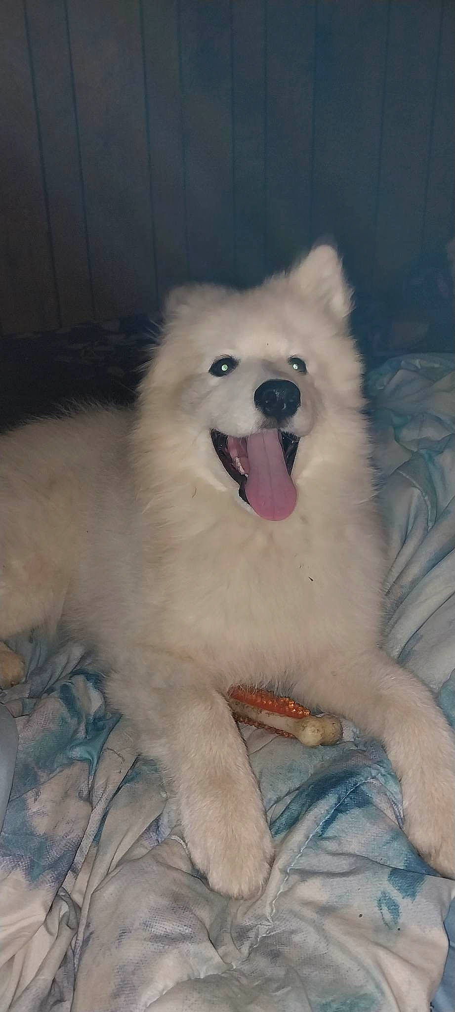 Luna Moon joined the competition — help win amazing prizes! ancient_dog_breeds, canidae, carnivore, companion_dog, dog, dog_breed, fang, fur, jaw, non_sporting_group, shout, snout, spitz, sporting_group, terrestrial_animal, volpino_italiano, whiskers