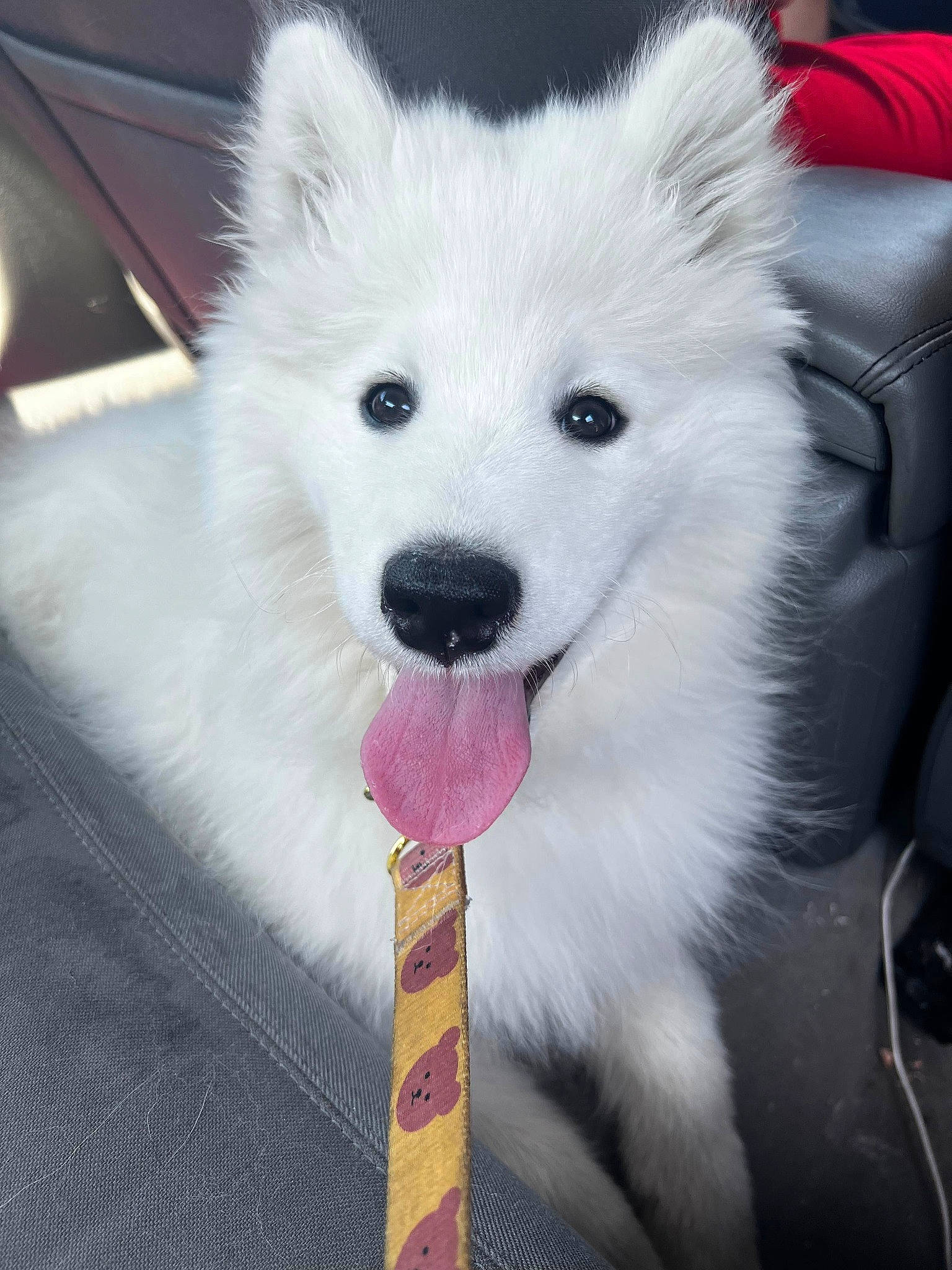 Luna Moon is registered to the contest to win money with this photo: canidae, carnivore, collar, companion_dog, dog, dog_breed, dog_supply, eye, fur, german_spitz, german_spitz_klein, german_spitz_mittel, japanese_spitz, samoyed, snout, spitz, sporting_group, toy_dog, volpino_italiano, working_animal