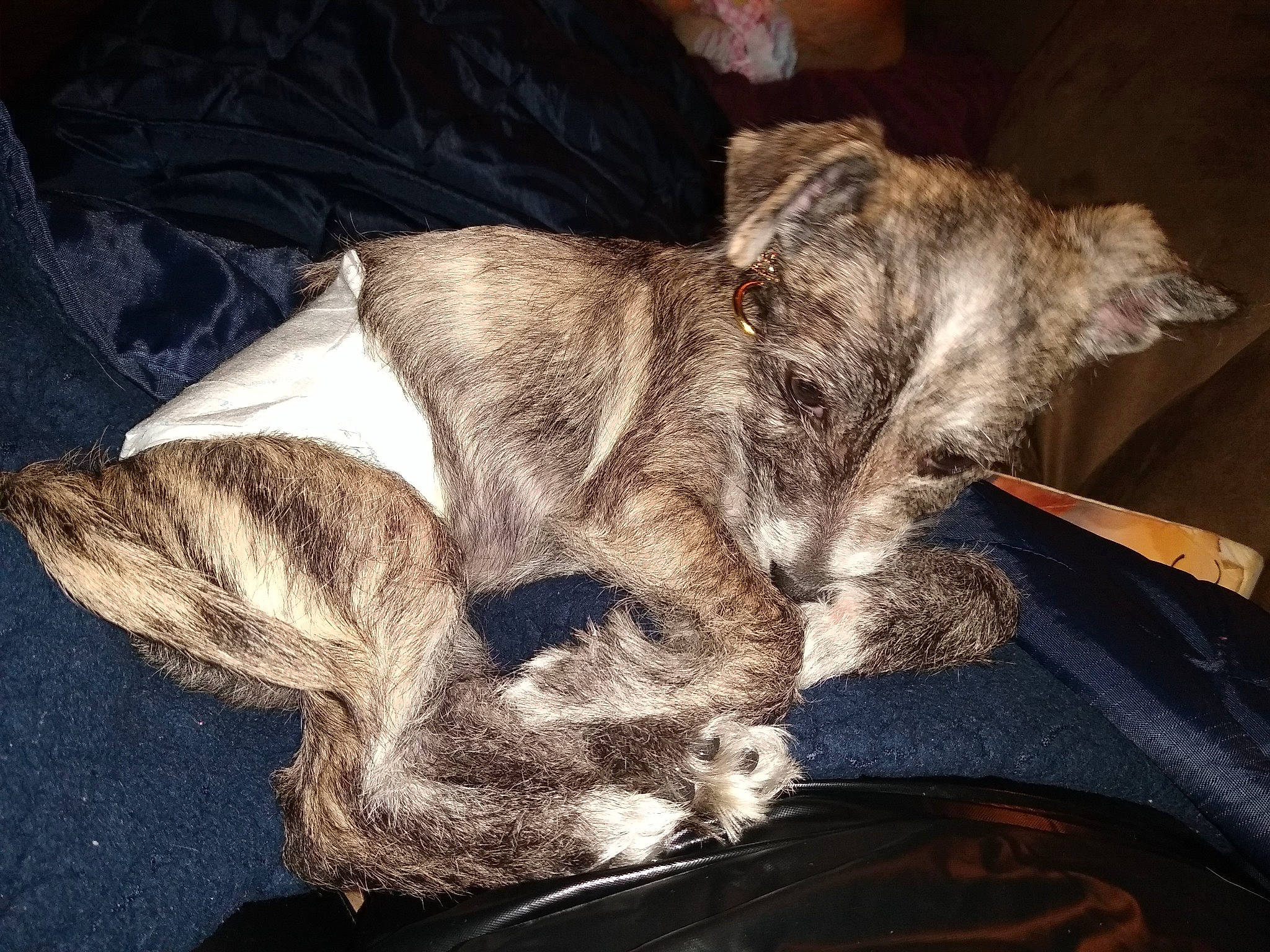 Ezra is registered to the contest to win money with this photo: canidae, carnivore, claw, comfort, dog, dog_breed, fur, paw, snout, vertebrate, working_animal, working_dog