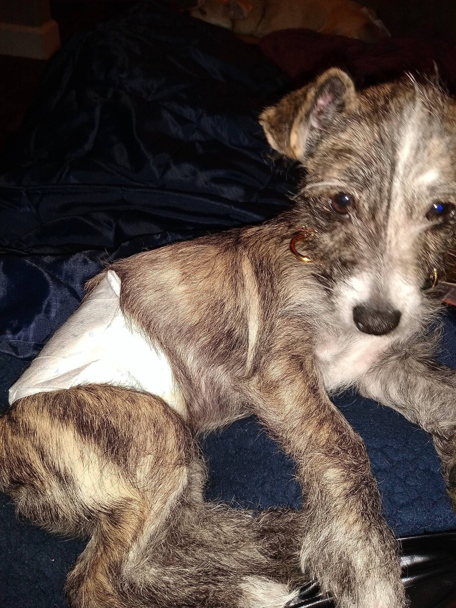 Ezra is registered to the contest to win money with this photo: canidae, carnivore, companion_dog, dog, dog_breed, fur, liver, pet_supply, snout, terrestrial_animal, terrier, vertebrate, whiskers, working_animal, working_dog