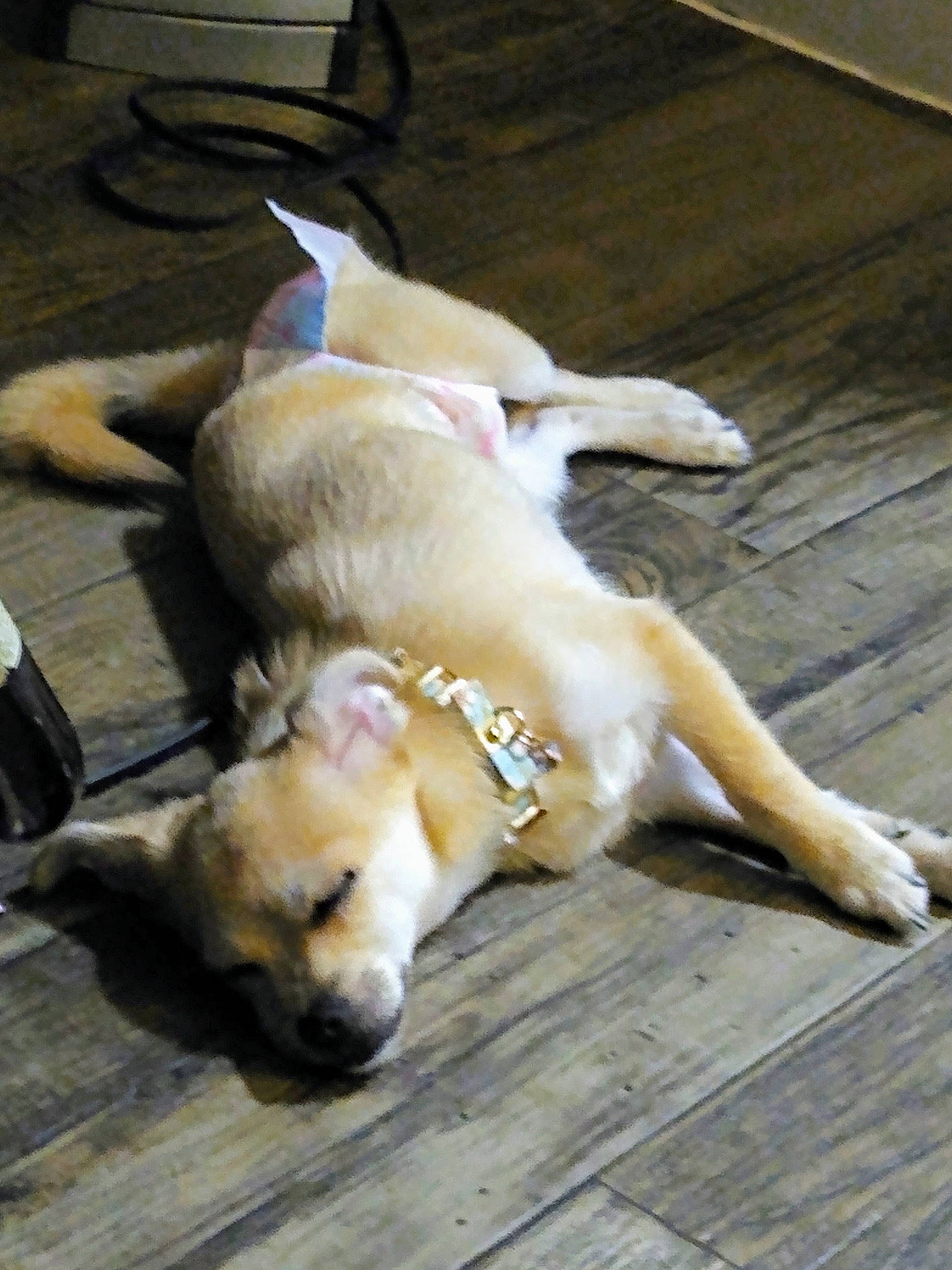 Ariya joined the competition — help win amazing prizes! aspin, canidae, carnivore, companion_dog, dog, dog_breed, fawn, labrador_retriever, mammal, paw, retriever, snout, sporting_group, street_dog, vertebrate