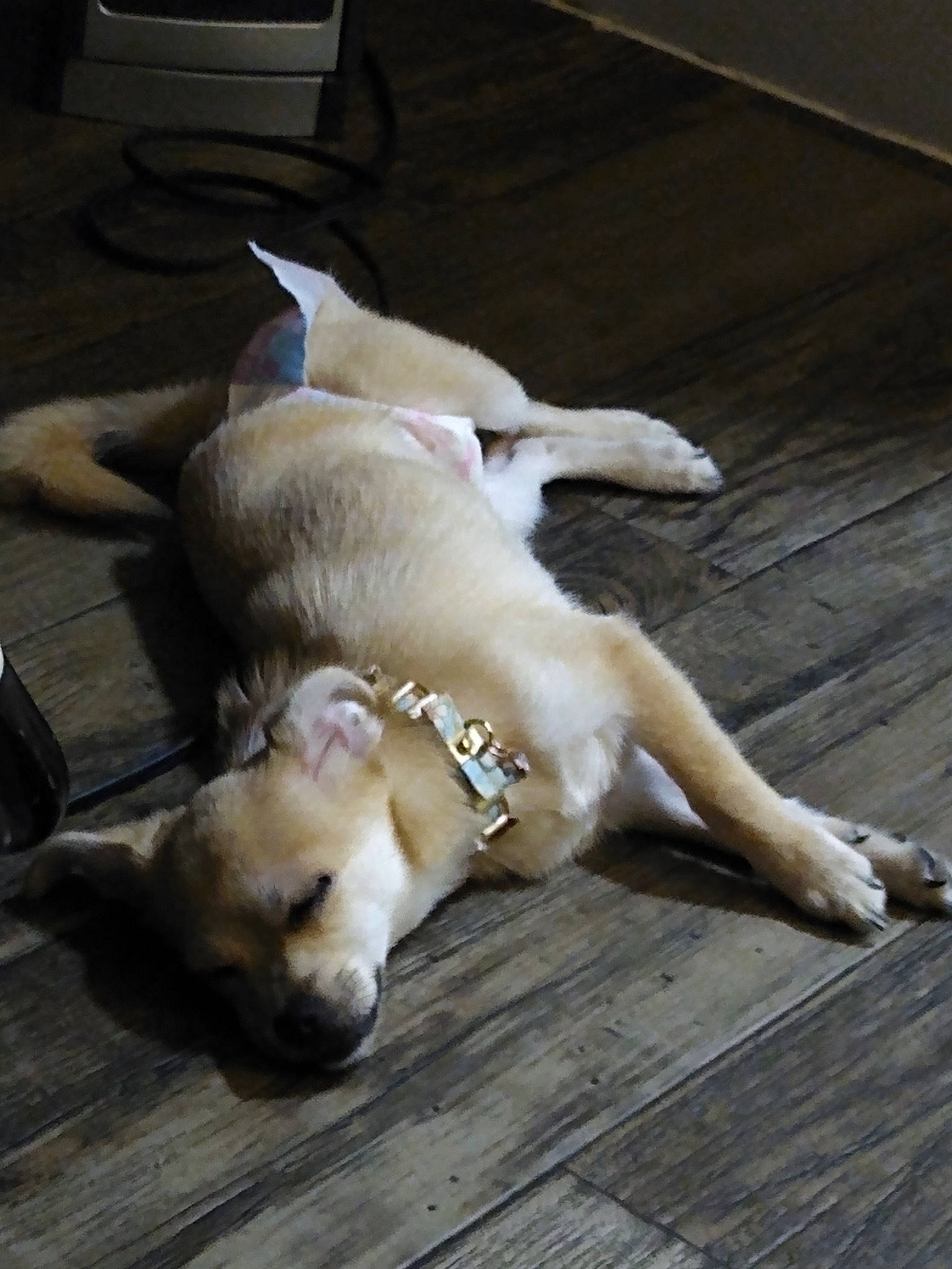 Ariya is registered to the contest to win money with this photo: aspin, canidae, carnivore, companion_dog, dog, dog_breed, fawn, mammal, paw, puppy, retriever, sporting_group, street_dog, tail, vertebrate